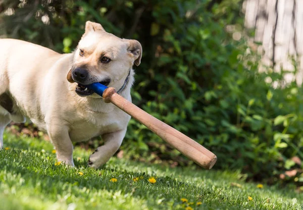 Hondje spelen in de achtertuin met een honkbalknuppel — Stockfoto