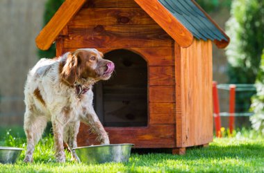 Brittany Spaniel küçük ahşap evinin önünde Fransız