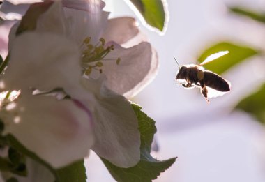 Elma ağacı - malus pumila nazik bir beyaz çiçek arıya