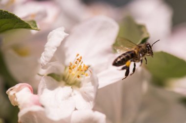 Elma ağacı - malus pumila nazik bir beyaz çiçek arıya