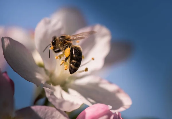 アップル ツリー - マリュス ハイマツの穏やかな白い花に蜂 — ストック写真