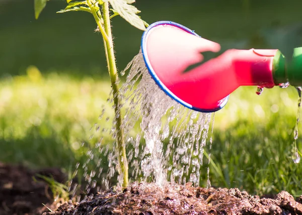 Podlewanie rozsady pomidora w garden cieplarnianych — Zdjęcie stockowe