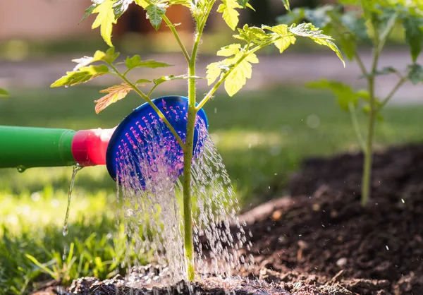 Podlewanie rozsady pomidora w garden cieplarnianych — Zdjęcie stockowe