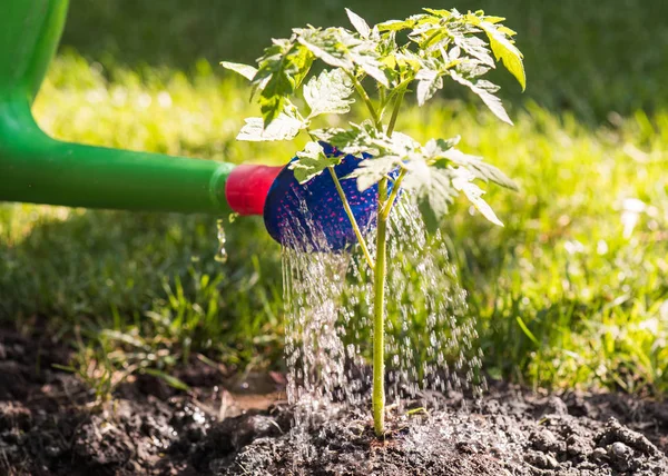 Watering seedling tomato plant in greenhouse garden — Stock Photo, Image