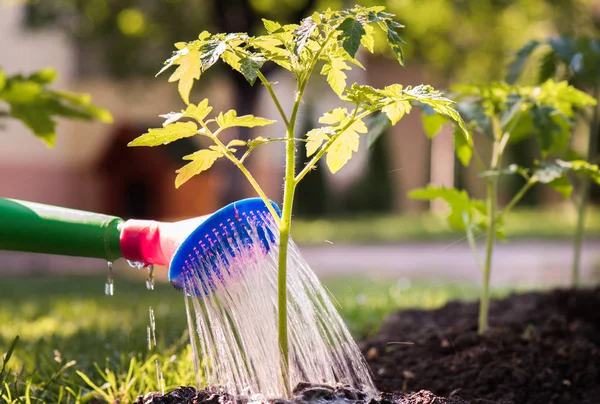 Podlewanie rozsady pomidora w garden cieplarnianych — Zdjęcie stockowe