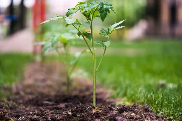 Rozsady pomidora w garden cieplarnianych — Zdjęcie stockowe