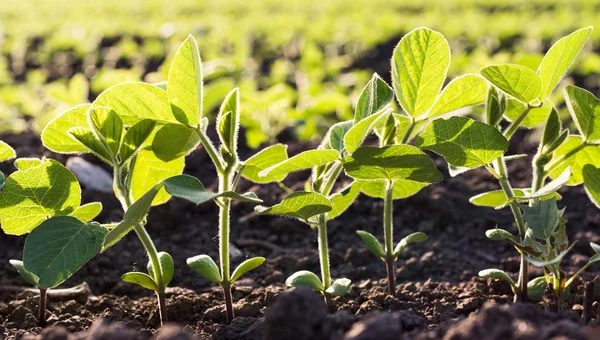 Small soybean plants — Stock Photo, Image