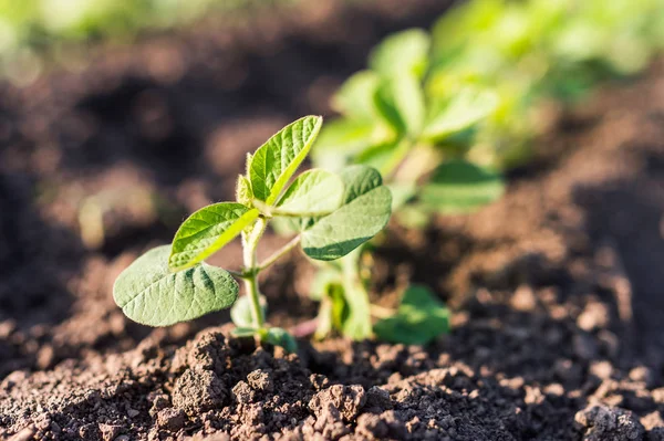 Pequenas plantas de soja — Fotografia de Stock