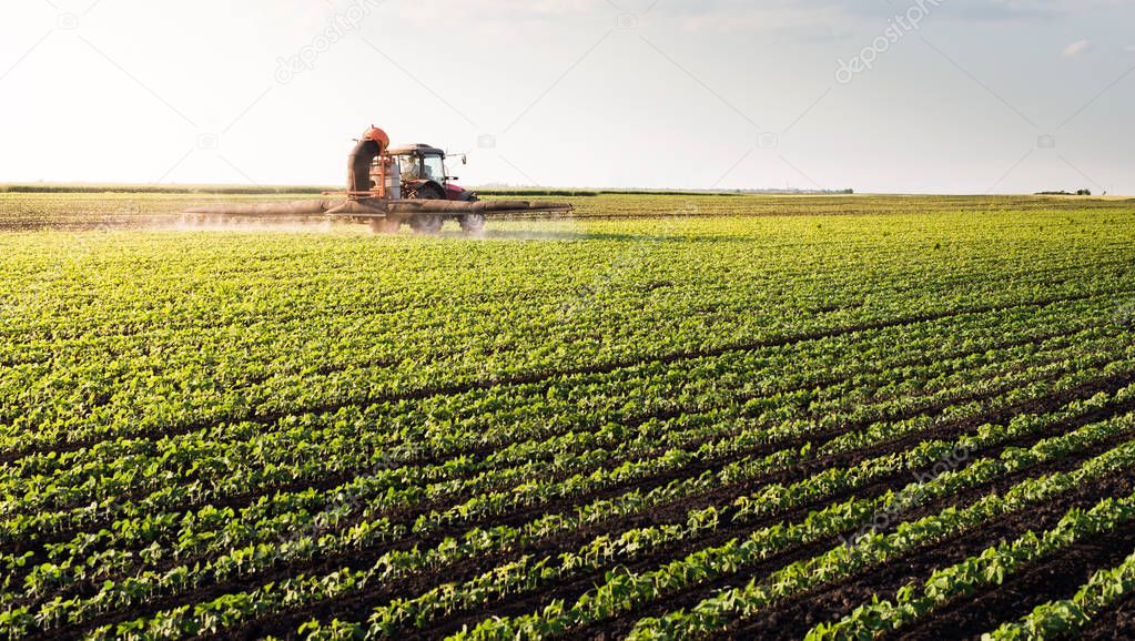 Tractor spraying soybean field 