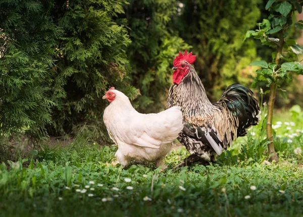 Poule Coq Dans Jardin — Photo