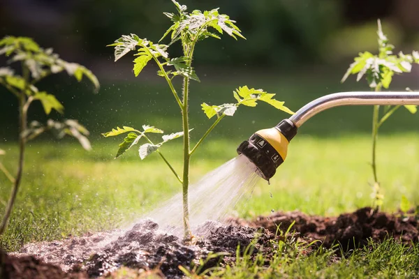 Vattning Fröplanta Tomater Växt Växthuset Trädgård — Stockfoto