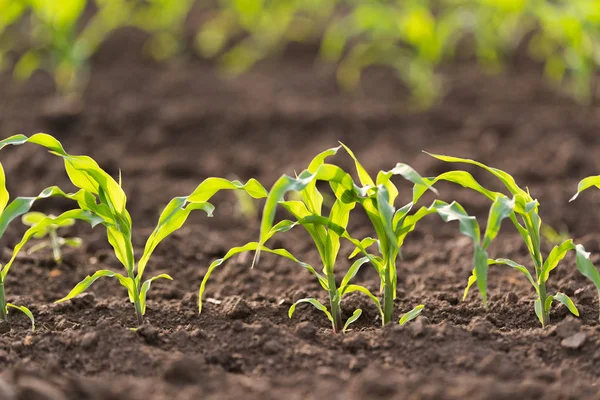 Pflanze Aus Jungem Grünen Mais — Stockfoto