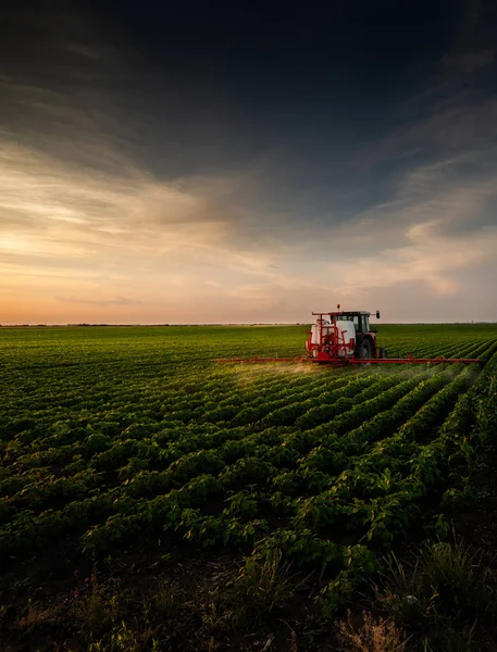 Traktor versprüht Sojabohnenfeld bei Sonnenuntergang. — Stockfoto