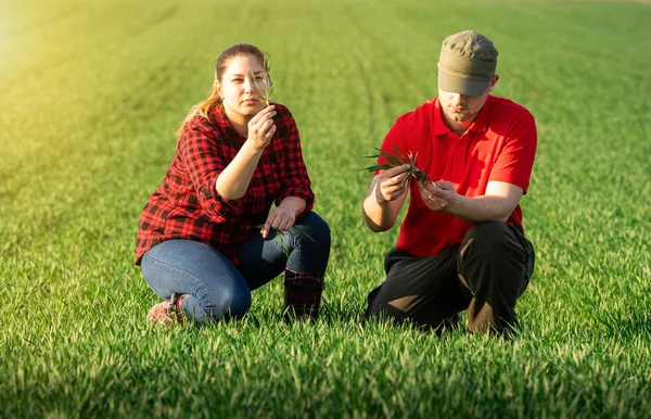 Jóvenes agricultores examinan trigo plantado — Foto de Stock