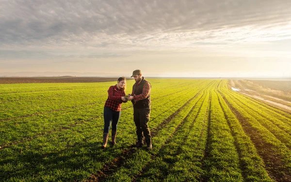 Giovani agricoltori che esaminano il frumento piantato — Foto Stock