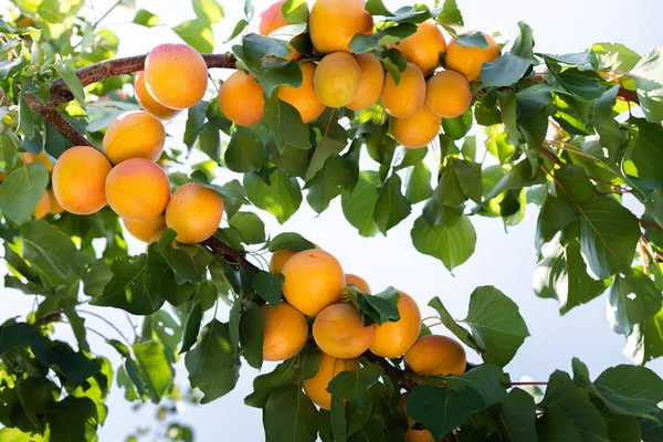 Ripe apricots in the orchard — Stock Photo, Image