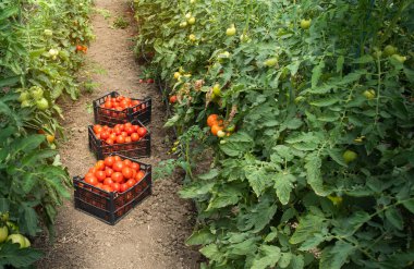 Domates topluyorum. Ekilmiş, ekilmiş..