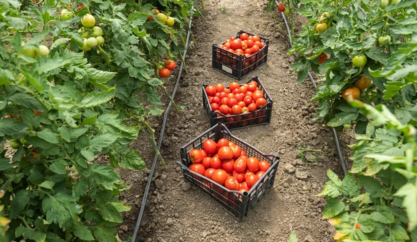 Raccolgo pomodori. Coltivato, pianta . — Foto Stock