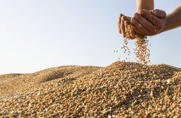 小麦收获后的快乐农夫 — 图库照片