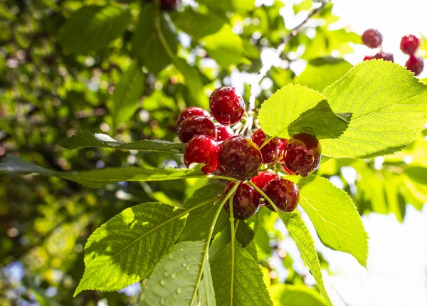 Bunch of ripe sour cherries hanging on a tree. — Stock Photo, Image