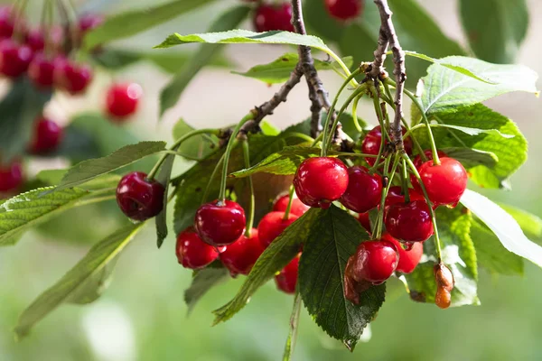 Ramo de cerezas agrias maduras colgando de un árbol . — Foto de Stock