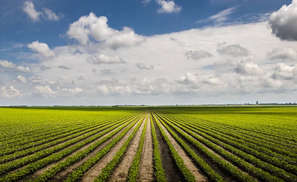 Sojabönor fältet med rader av soya bean växter — Stockfoto