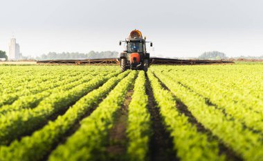 Gün batımında traktör soya tarlası püskürtüyor..