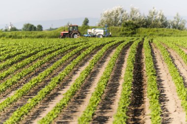 Gün batımında traktör soya tarlası püskürtüyor..