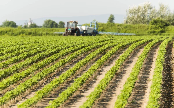 Traktor sprutning sojafält i solnedgången. — Stockfoto