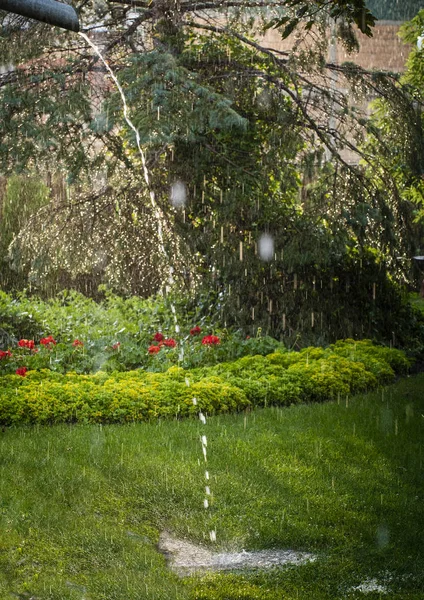Garden lawn in spring rain. — Stock Photo, Image