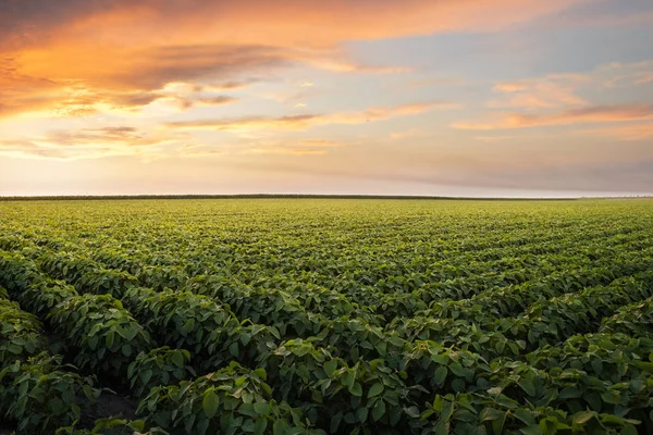 Open soybean field at sunset. — 스톡 사진