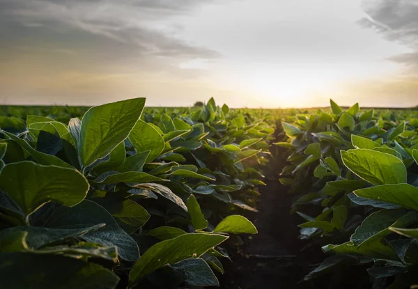 Campo de soja aberto ao pôr-do-sol . — Fotografia de Stock