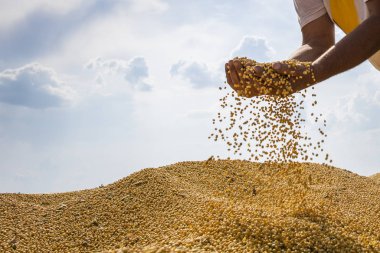 Soya fasulyesi tutan köylünün elleri 