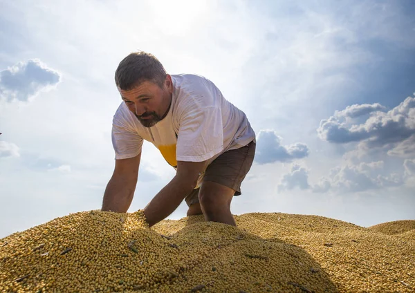 Agricultor após a colheita da soja — Fotografia de Stock
