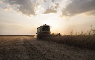 Soya tarlası ve soya fasulyesi hasadı..