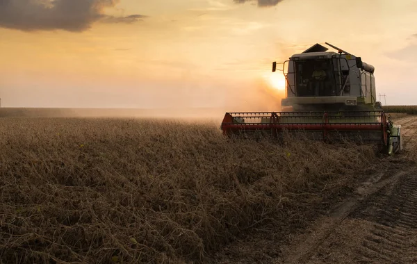 Raccolta del campo di soia con mietitrebbia. — Foto Stock