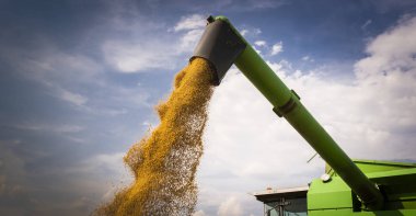 Combine transferring soybeans after harvest