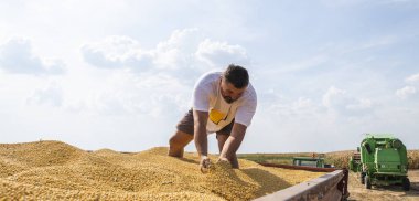 Soya fasulyesi hasadından sonra çiftçi