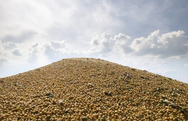 Högen av sojabönor i trailern — Stockfoto
