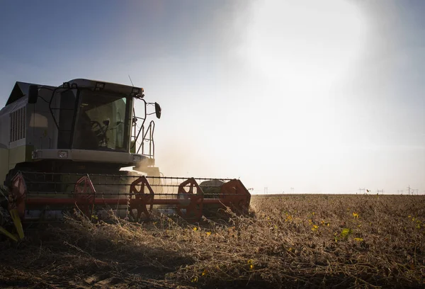 大豆畑を組み合わせて収穫する. — ストック写真