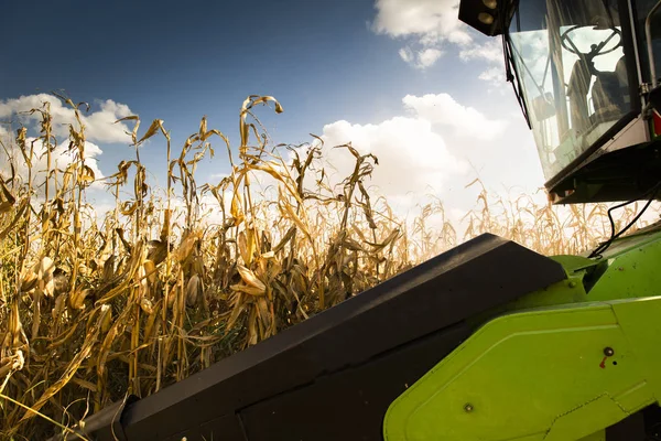 Combinar cosechadora trabajando en un campo de maíz —  Fotos de Stock