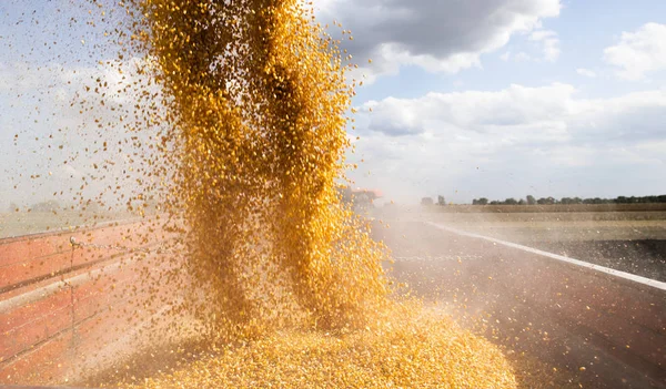 Boşaltma Mısır Mısır tohumları. — Stok fotoğraf