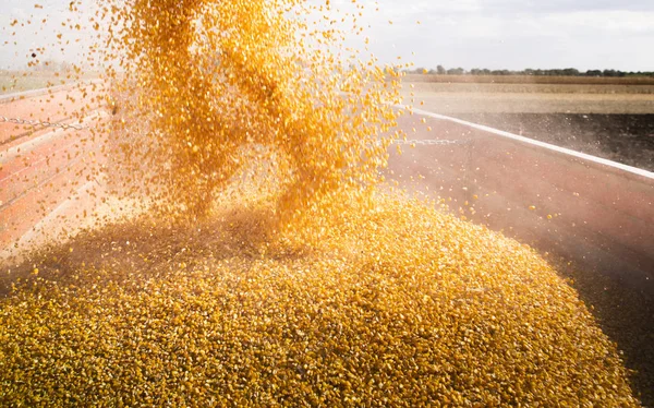 Unloading corn maize seeds. — Stock Photo, Image