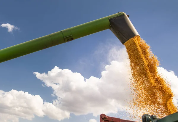 Uvolňování semen kukuřice kukuřice. — Stock fotografie