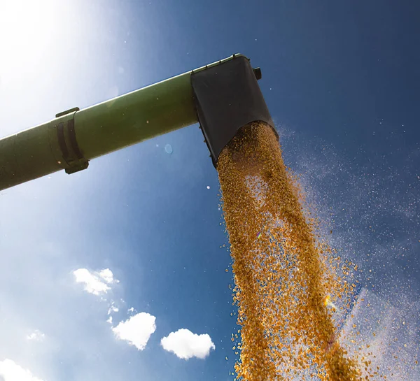 Rozładunku nasiona kukurydzy kukurydzy. — Zdjęcie stockowe