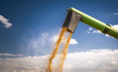 Boşaltma Mısır Mısır tohumları.