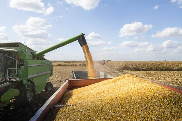 Unloading corn maize seeds. — Stock Photo, Image