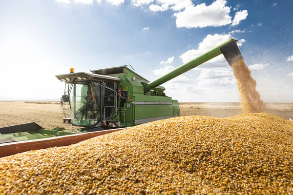 Descarregar sementes de milho . — Fotografia de Stock