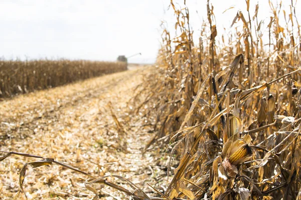 Combinar cosechadora trabajando en un campo de maíz —  Fotos de Stock