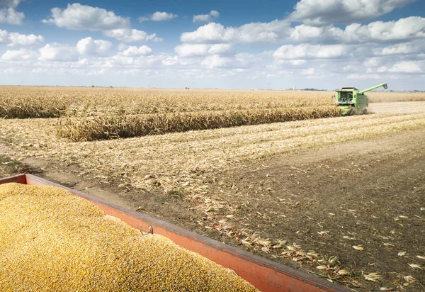 Combineren van oogstmachine werkt in een maïsveld — Stockfoto